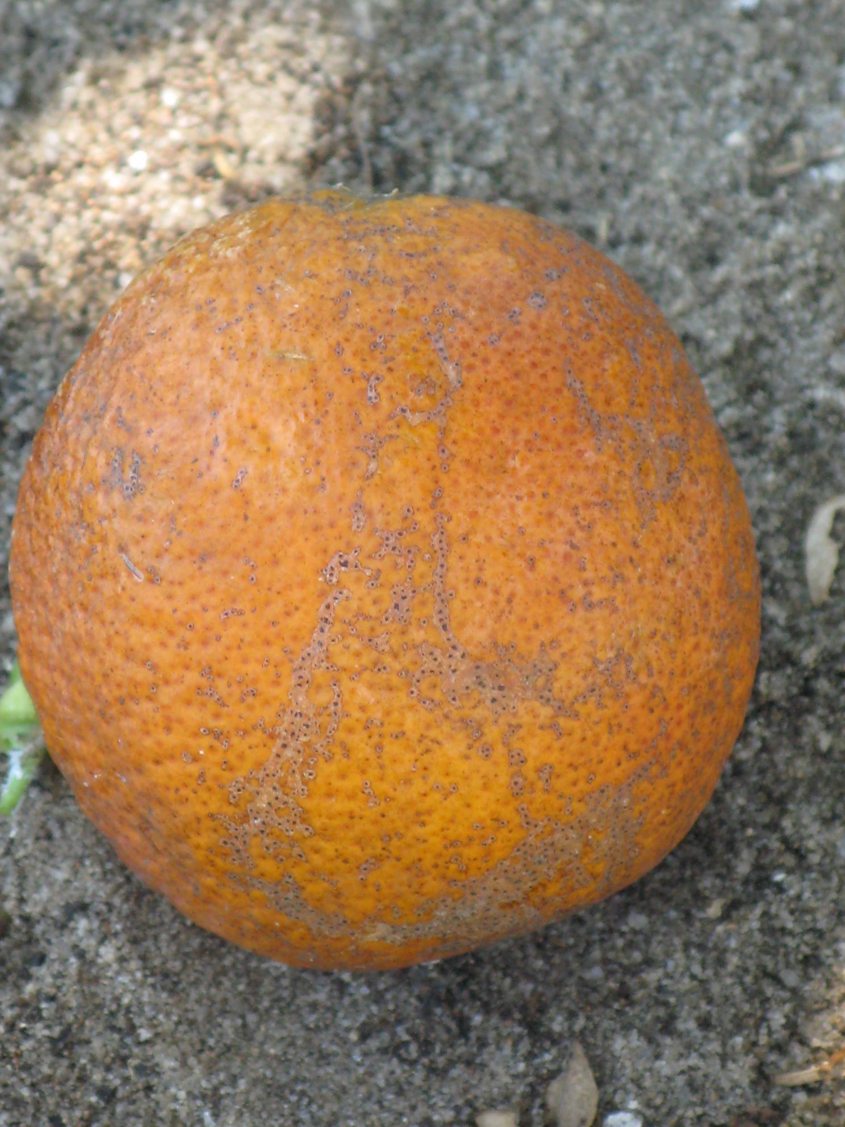            Fruit (Sanguinelli, Winter Haven, FL)   